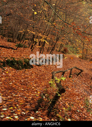 Fuhrmann Brunnen Wald Wanderweg und Zaun mit Laub im Spätherbst Grayshot Hampshire England UK Großbritannien Stockfoto
