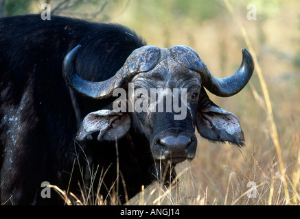 Alten Cape Buffalo Bull Porträt Stockfoto