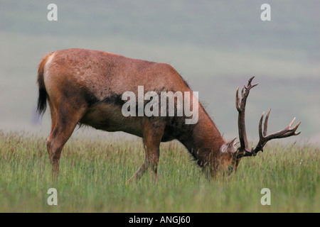 PERE DAVID Hirsch Hirsch Elaphurus davidianus Stockfoto