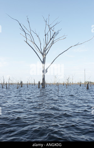 Tote Bäume steigen aus den Wassern des Brokopondo-Stausee im Inneren des Suriname. Stockfoto