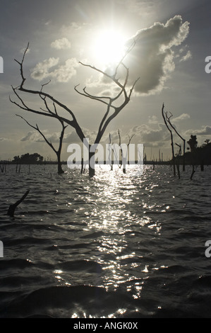 Tote Bäume steigen aus den Wassern des Brokopondo-Stausee im Inneren des Suriname. Stockfoto