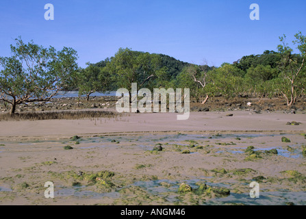 Cape Tribulation Beach View, Mangroven, Queensland, Australien. Stockfoto