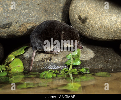 Europäischen Wasser Spitzmaus Neomys fodiens Stockfoto