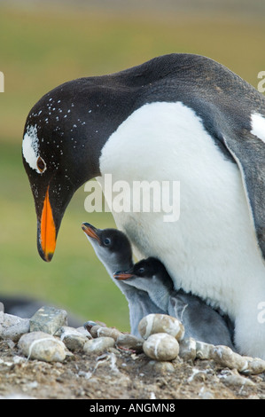 Gentoo Penguin (Pygoscelis Papua) Erwachsenen speist zwei Küken, South Georgia Island Stockfoto