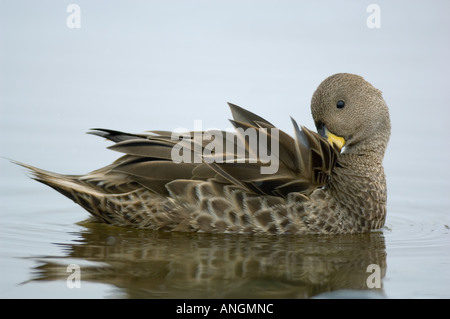 South Georgia Pintail (Anas Georgica) endemisch South Georgia Island wilde Cooper Bay Stockfoto