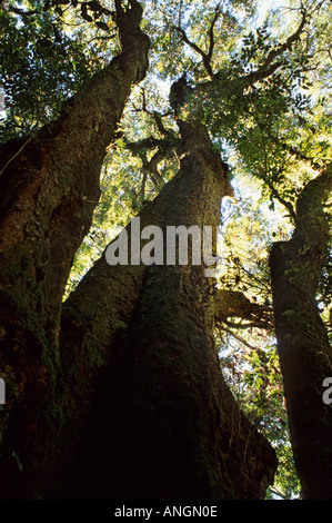 Antarktische Buche Baum Nothofagus Moorei, Lamington National Park-Queensland-Australien Stockfoto