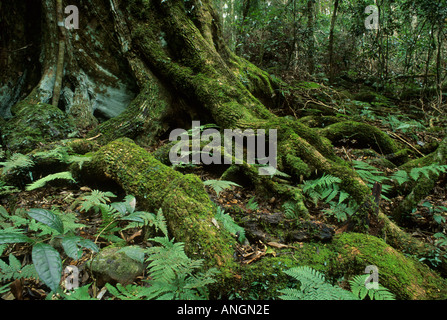 Sub-tropischen Regenwald, Lamington National Park-Queensland-Australien Stockfoto