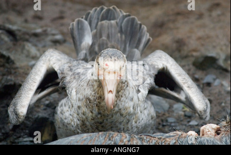 Nördlichen Giant Petrel (Macronectes Hallii) mit blutigen Kopf von der Fütterung auf Seebär Kadaver, South Georgia Island Stockfoto