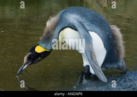 Königspinguin (Aptenodytes Patagonicus) Küken Mauser in adult Gefieder, trinken, Cooper Bay South Georgia Stockfoto