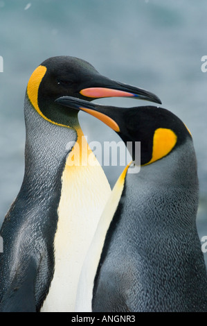 König Penguins (Aptenodytes Patagonicus) umwerben paar, South Georgia Island Stockfoto