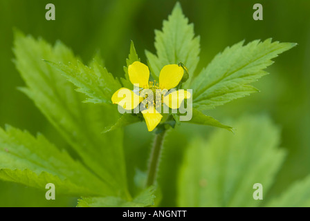 Largeleaf Avens (Geum Macrophyllum), Kanada. Stockfoto