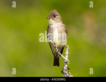 Olive-seitig Fliegenfänger (Contopus Cooperi), Kanada. Stockfoto