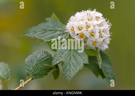 Pacific Ninebark (Physocarpus Capitatus), Kanada. Stockfoto