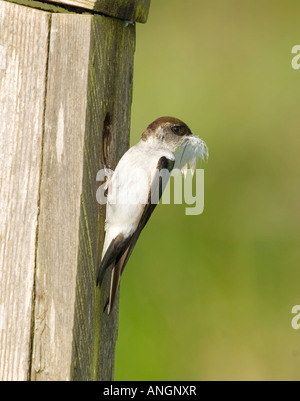 Violett-grünen schlucken (Tachycineta Thalassina), Kanada. Stockfoto