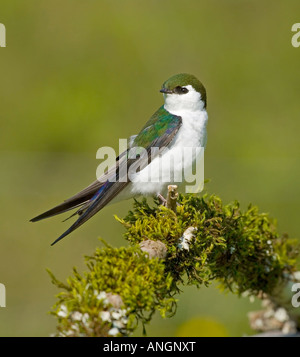 Violett-grünen schlucken (Tachycineta Thalassina), Kanada. Stockfoto