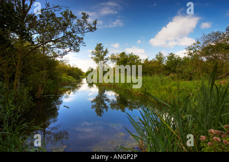 Ein Blick auf den Deich bei Cockshoot breit in den Norfolk Broads Stockfoto