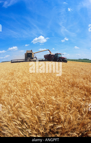 ein Mähdrescher entlädt Winterweizen in einen Getreide Wagen unterwegs, Oakbank, Manitoba, Kanada. Stockfoto