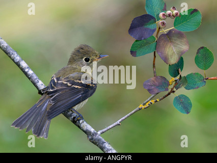 Pazifischen Steigung Flycatcher (Empidonax Difficilis), British Columbia, Kanada. Stockfoto