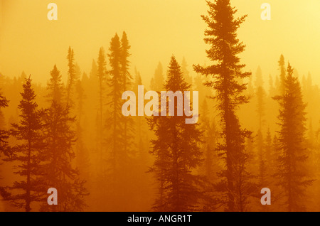 Schwarz-Fichte Moor im Nebel bei Sonnenaufgang; borealen Wald im nördlichen Ontario, Kanada. Stockfoto