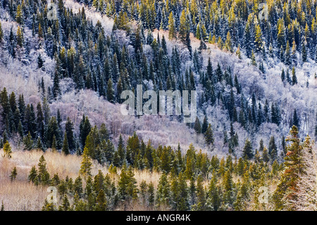 Raureif auf Hügel im Mount Robson Provincial Park in British Columbia, Kanada. Stockfoto