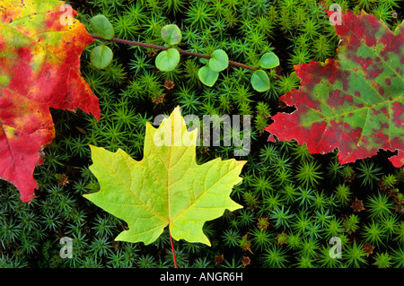 Ahornblätter in herbstlichen Farben mit Moos, Algonquin Provincial Park, Ontario, Kanada. Stockfoto