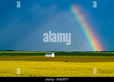 Regenbogen und Raps Feld nach Prairie Sturm in der Nähe von Mariapoli, Manitoa, Kanada. Stockfoto