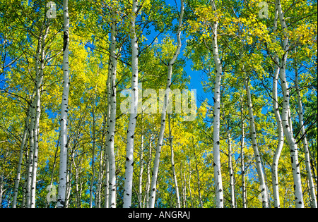 zitternde Espe Bäume im Herbst, Prince Albert National Park, Saskatchewan, Kanada. Stockfoto