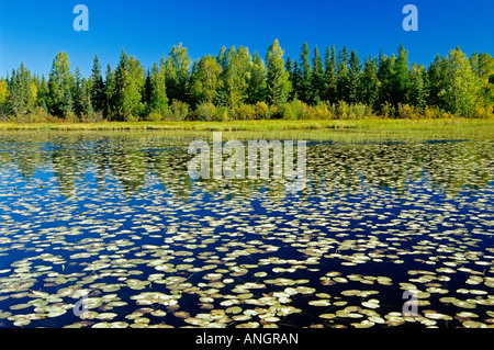 Feuchtgebiet und borealen Wald in der Nähe von Yellowknife, Northwest Territories, Kanada. Stockfoto