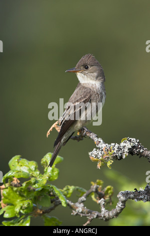 Olive-seitig Flycatcher (Contopus Cooperi), Britisch-Kolumbien, Kanada. Stockfoto