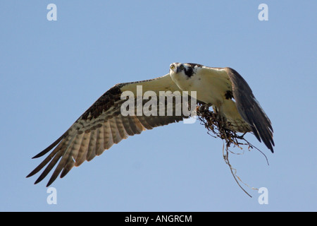 Fischadler (Pandion Haliaetus), Britisch-Kolumbien, Kanada. Stockfoto