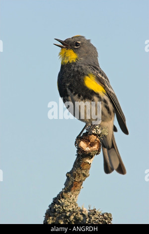 Gelb-Psephotus Warbler, Britisch-Kolumbien, Kanada. Stockfoto