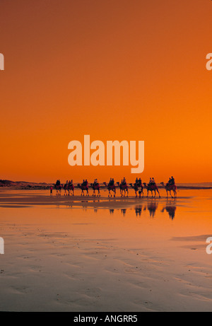 Kameltrekking, Cable Beach, Broome, Kimberley, Australien Stockfoto