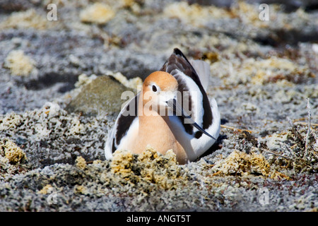 Amerikanische Säbelschnäbler, British Columbia, Kanada. Stockfoto