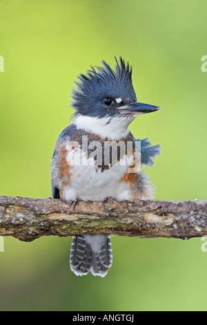 Eine weibliche Belted Eisvogel (Ceryle Alcyon) bei Rattray Marsh in Ontario, Kanada. Stockfoto