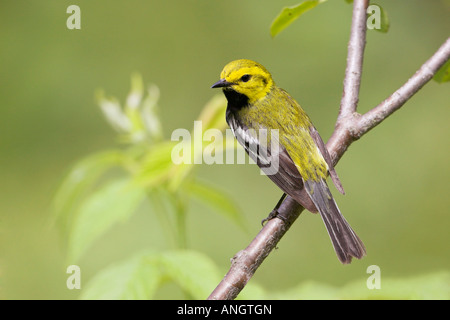 Ein Black-throated grünen Warbler (Dendroica Virens) an der Albion Hills Conservation Area in Ontario, Kanada. Stockfoto