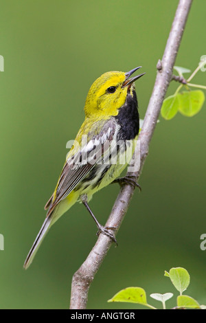 Ein Black-throated grünen Warbler (Dendroica Virens) an der Albion Hills Conservation Area in Ontario, Kanada. Stockfoto