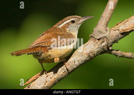 Ein Carolina Wren (Thryothorus sich) bei Rattray Marsh in Ontario, Kanada. Stockfoto