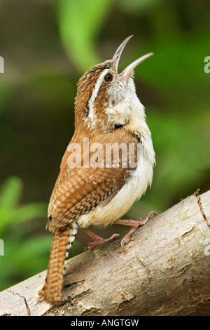 Ein Carolina Wren (Thryothorus sich) bei Rattray Marsh in Ontario, Kanada. Stockfoto