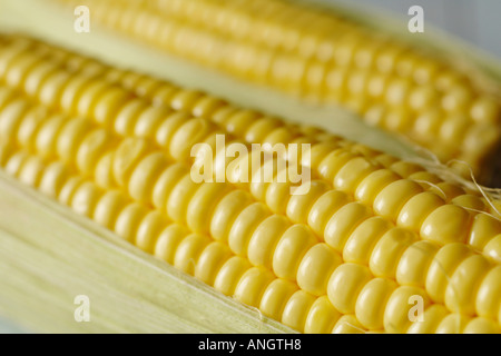 Nahaufnahme von Mais Maiskolben Stockfoto