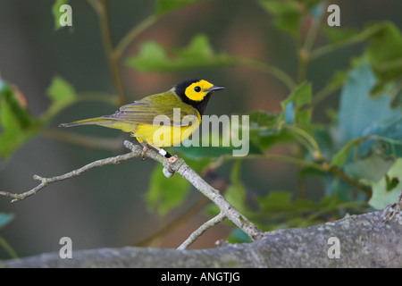 Eine männliche Hooded Warbler (Wilsonia Citrina) bei langer Punkt in Ontario, Kanada. Stockfoto