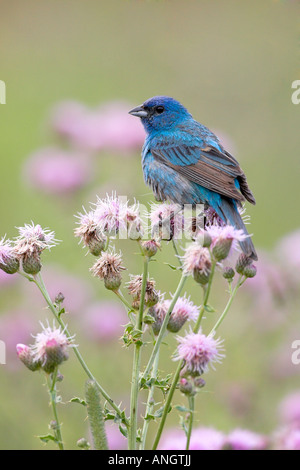 Eine männliche Indigo Bunting (Passerina Amoena) an der Albion Hills Conservation Area in Ontario, Kanada. Stockfoto