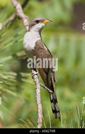 Ein Yellow-billed Kuckuck (Coccyzus Americanus) bei langer Punkt in Ontario, Kanada. Stockfoto