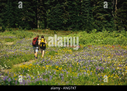 Wanderer-Wallking durch einen Teppich von wilden Blumen in Taylor Meadows, Garibaldi Provincial Park in British Columbia, Kanada. Stockfoto