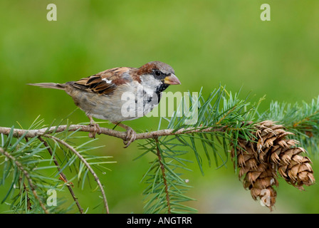 Haussperling (Passer Domesticus), Britisch-Kolumbien, Kanada. Stockfoto