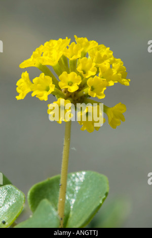 Gelber Sand Eisenkraut (Abronia Latifolia), Britisch-Kolumbien, Kanada. Stockfoto