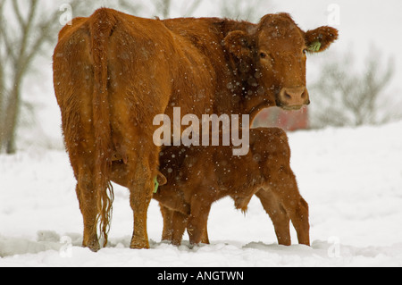 Rote Angus (Bos Taurus) weiblichen und männlichen Kalb. Rinder in diesem Bereich Winter draußen und sind sehr anpassungsfähig an das Winterwetter. Th Stockfoto