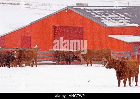 Rote Angus (Bos Taurus) Weibchen und Kälber. Rinder in diesem Bereich sind im Winter draußen stehen. Kühe zu gebären können t sein. Stockfoto