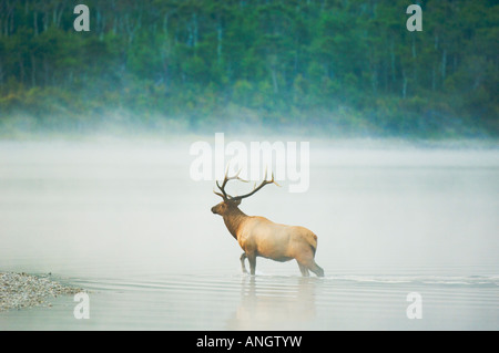 Elche (Cervus Elaphus) männlich im frühen Morgen Nebel Kreuzung Fluß zwischen zwei Punkten des Landes. Der Elch-Brunft in diesem Bereich beginnt im September Stockfoto