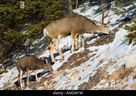 Maultierhirsch (Odocoileus Hemionus) männlich. Rehkitz Weiden in der Nähe. Ältere Männchen können bis zu 475 Pfund wiegen. Waterton Lakes National Park Stockfoto