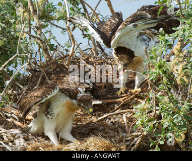 Eisenhaltiger Falke (Buteo Regalis) Nestlinge. Ein Falke der offenen trockenes Land der westlichen Vereinigten Staaten und West-Kanada. Immer rar Stockfoto